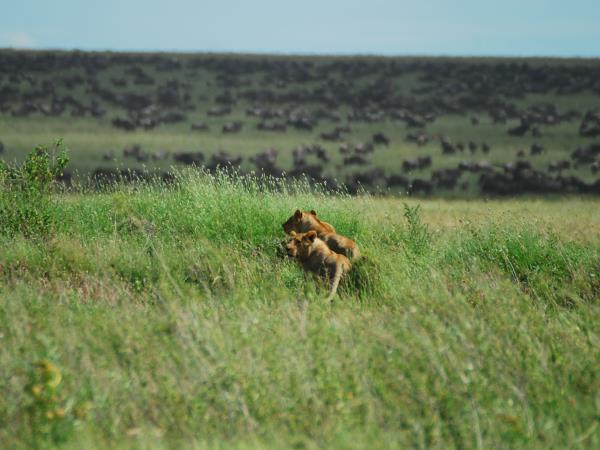 Tanzania Luxury safari holiday
