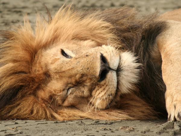 Tanzania highlights holiday