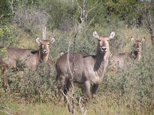Self-drive trip into Limpopo, South Africa