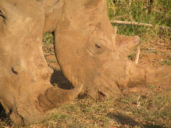 Self-drive trip into Limpopo, South Africa