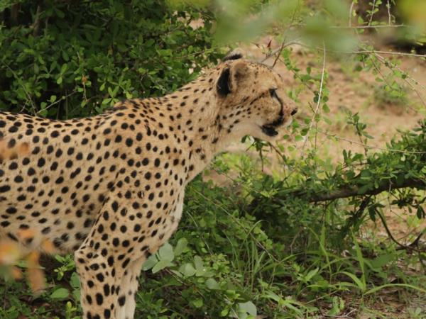 Zimbabwe safari holiday, tailor made
