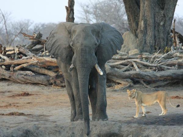 Zimbabwe tailor made holiday