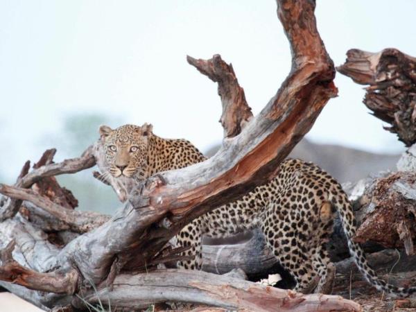 Zimbabwe tailor made holiday