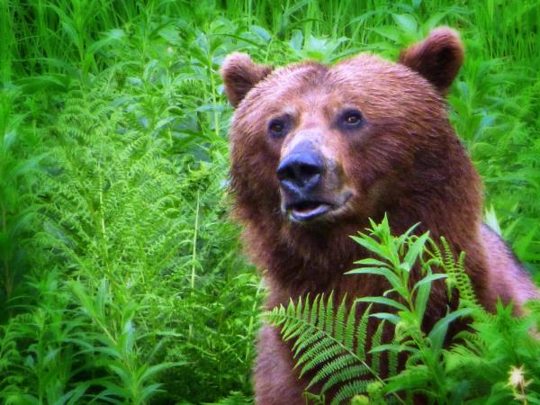 Calgary to Anchorage adventure holiday, Goldrush Trail