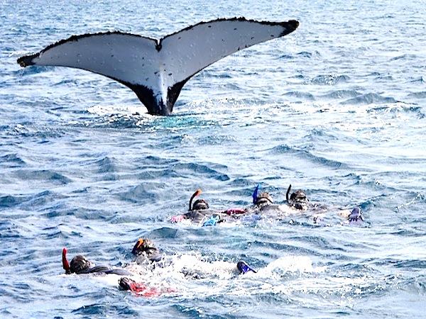 Swim with humpback whales in Tonga