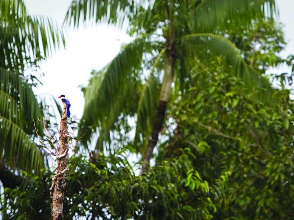 Cambodia tailor made tour, nature & heritage