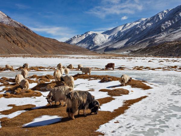 Ladakh cultural tour, India
