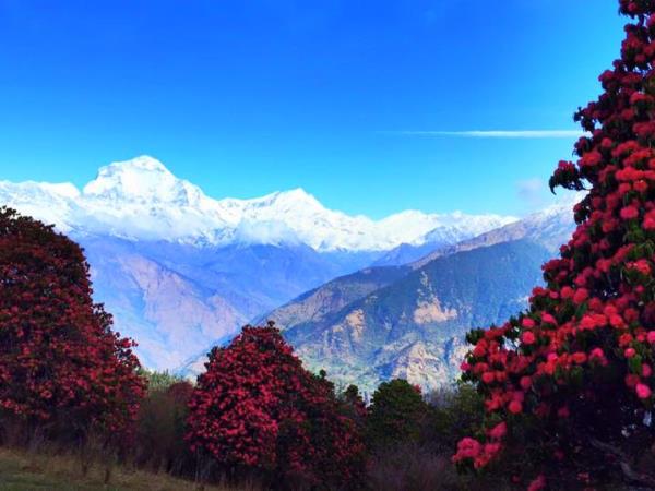 Annapurna trekking holiday, Rhododendron trek