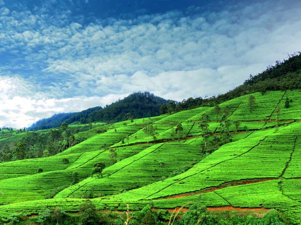 Highlights of Sri Lanka tour