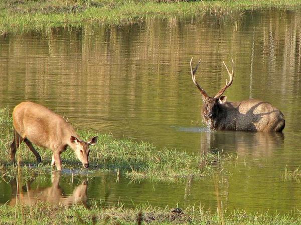 India luxury NP wildlife holidays