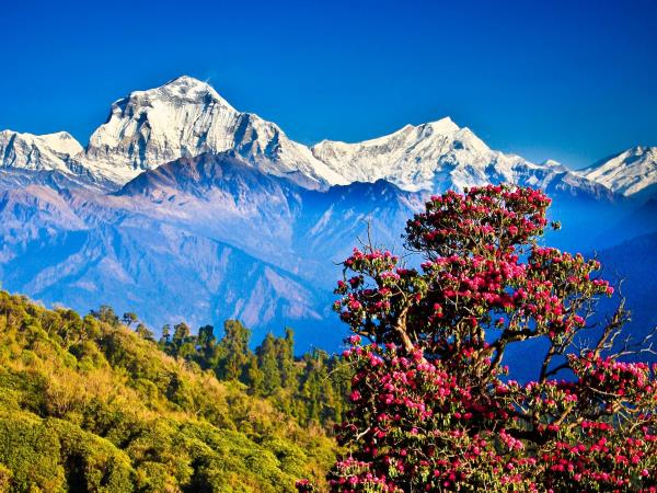 Nepal tailor made 8 day tour