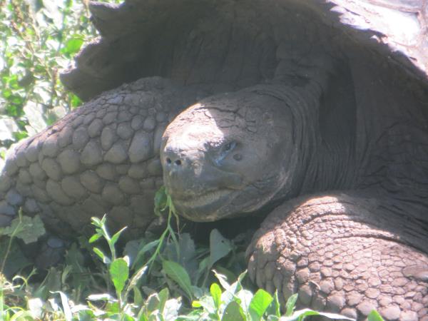 Galapagos family holiday, hotel based