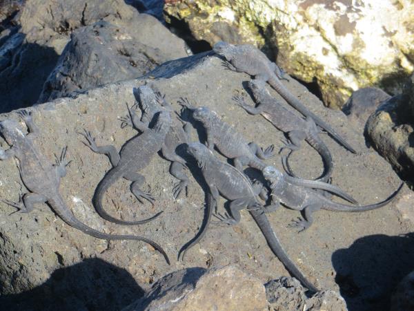 Galapagos family holiday, hotel based