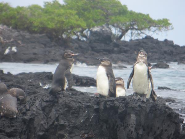 Galapagos family holiday, hotel based