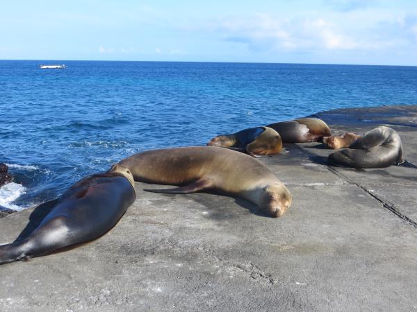 Galapagos family holiday, hotel based