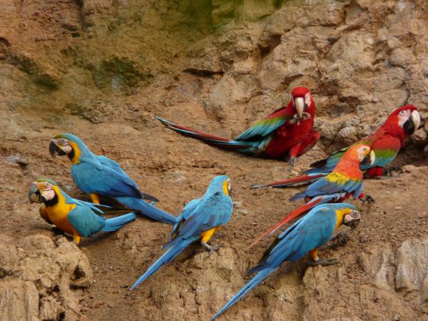 Peru Amazon family adventure with teenagers