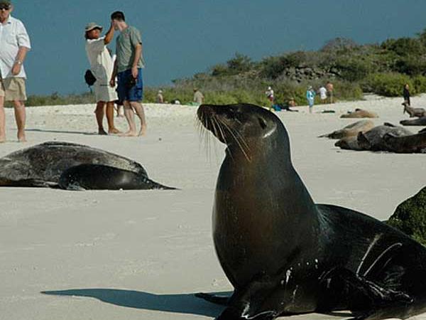 Galapagos cruise options, tailor made