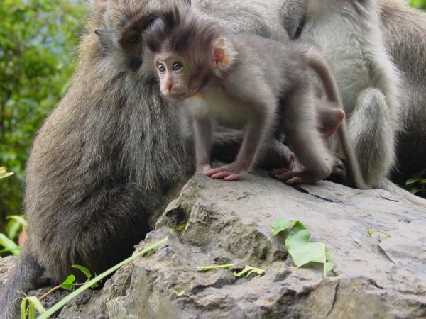 Tailor made holiday in Bali, Off the beaten track