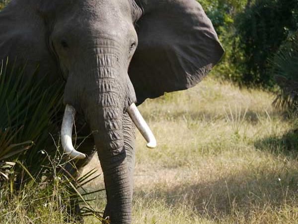 Tanzania holidays, Selous, Zanzibar & the coast