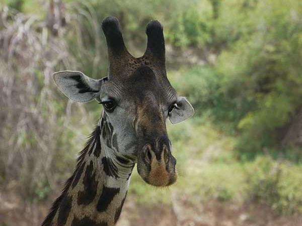 Tanzania holidays, Selous, Zanzibar & the coast