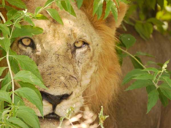 Tanzania holidays, Selous, Zanzibar & the coast