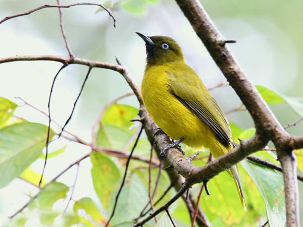 Andaman Islands bird watching holiday