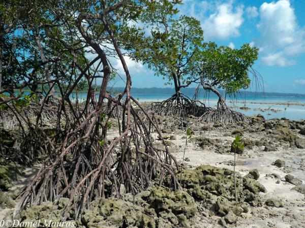 Andaman Islands bird watching holiday