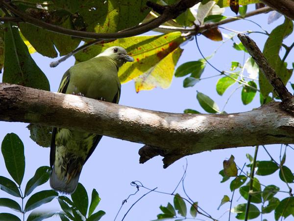 Andaman Islands bird watching holiday