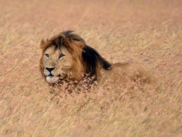 Family Kenya safari & beach holiday, tailormade