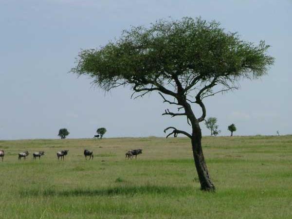 Family Kenya safari & beach holiday, tailormade