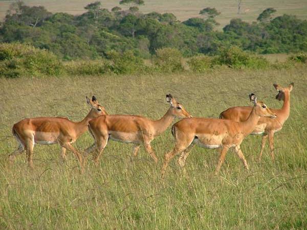 Family Kenya safari & beach holiday, tailormade
