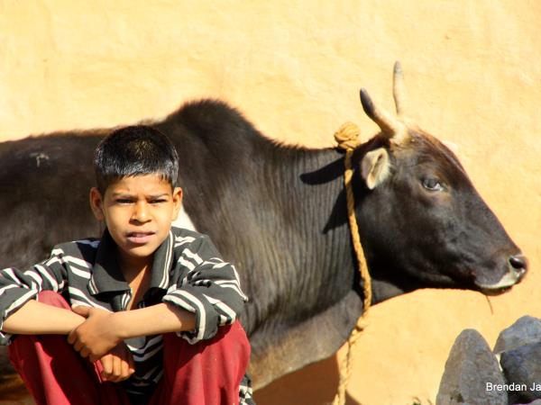 North India, Himalayas and Shimla toy train tour