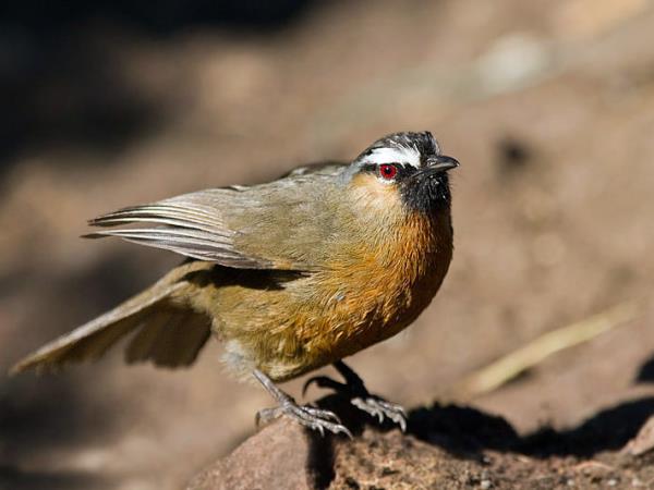 Kerala birdwatching holidays, Western Ghats