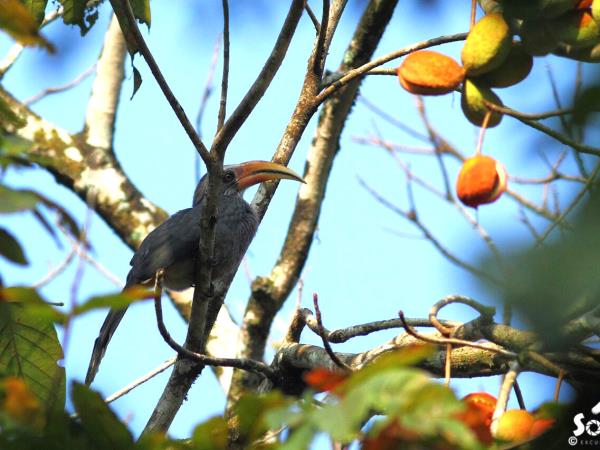 Kerala birdwatching holidays, Western Ghats