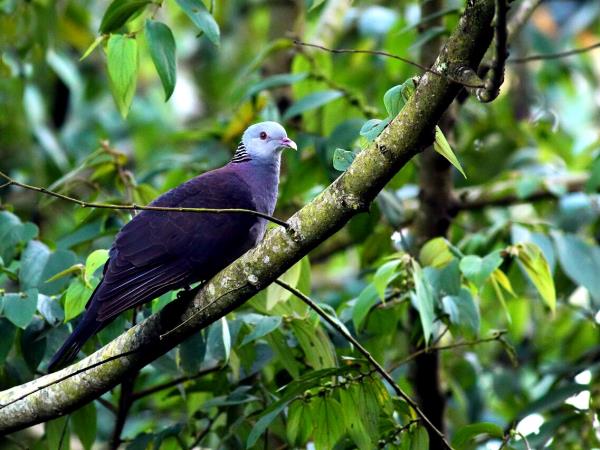 Kerala birdwatching holidays, Western Ghats