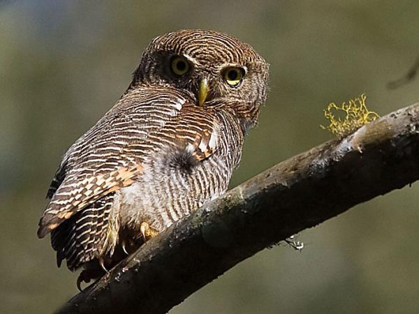 Kerala birdwatching holidays, Western Ghats