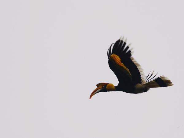 Kerala birdwatching holidays, Western Ghats