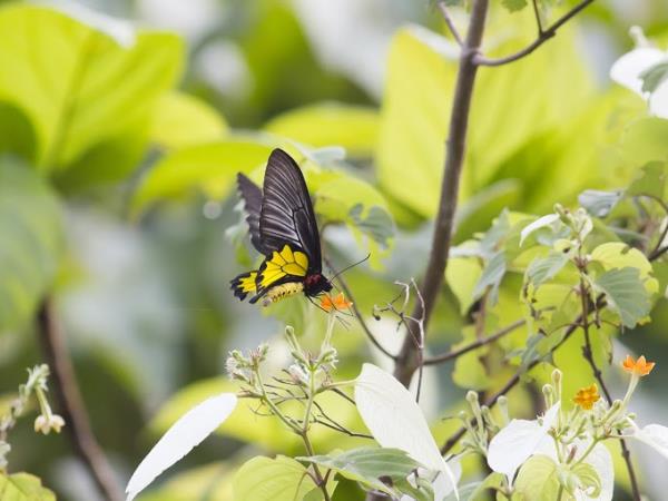 Kerala birdwatching holidays, Western Ghats