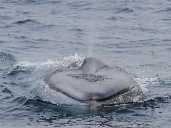 Whale watching in the Azores | Responsible Travel