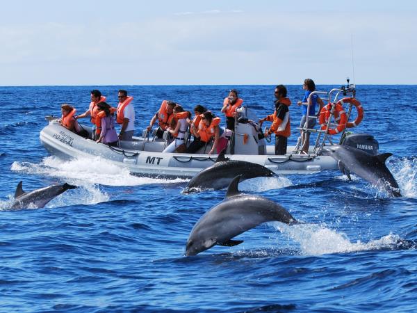 image nadar con delfines L 134723