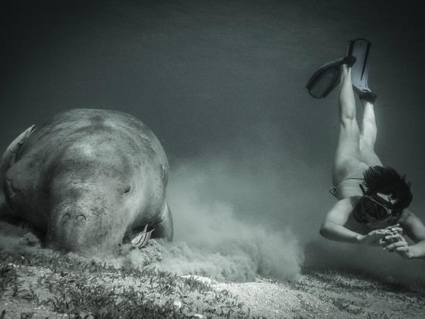 Swim with dolphins in Egypt