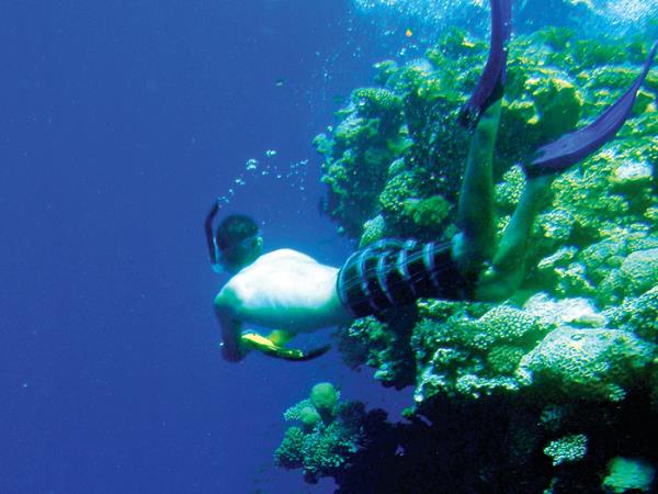 Swim with dolphins in Egypt
