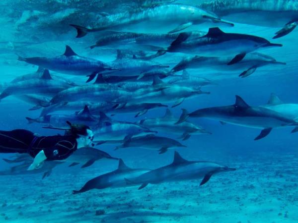 Swim with dolphins in Egypt