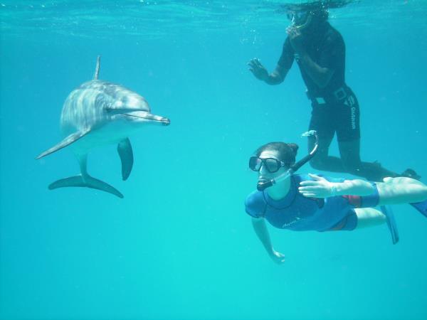Swim with dolphins in Egypt