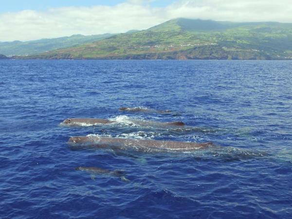 Family whale & dolphin watching holiday, Azores