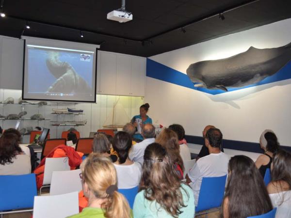 Family whale & dolphin watching holiday, Azores