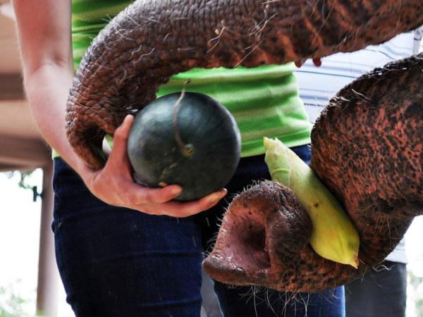 Wildlife rescue volunteering in Thailand, under 18s