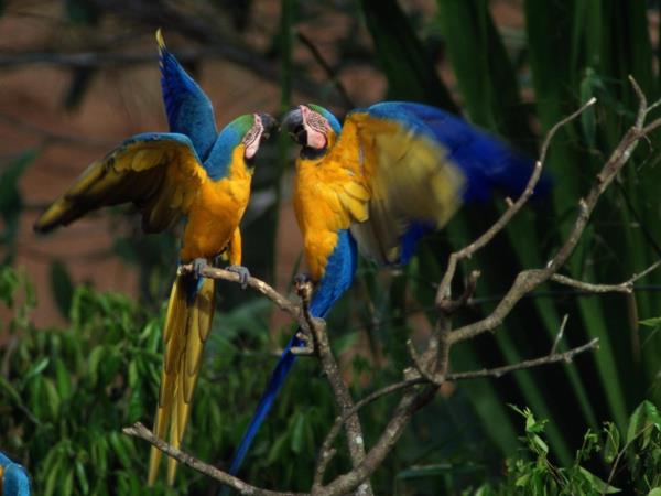 Peru tailor made holiday, country tour