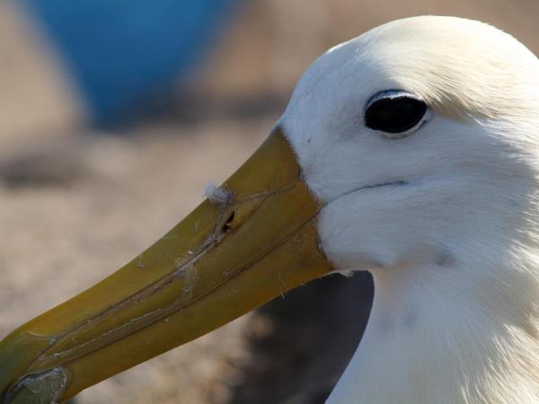 Galapagos holiday cruise options