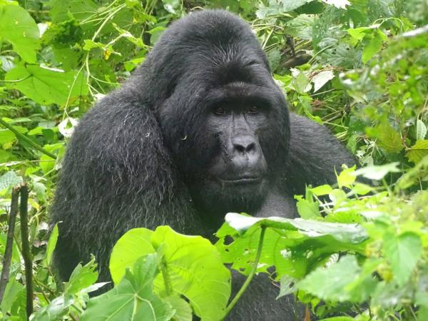 Uganda gorilla tracking and wildlife safari holiday